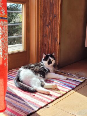 Kotek wygrzewa się na słońcu