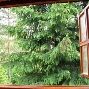 Widok z jednego z okien w Starej Chacie