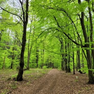 Las w Beskidzie Niskim